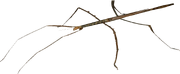 American megastick (SciiFii)