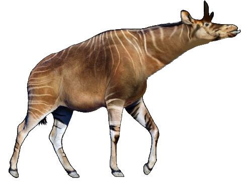 Okapi - Wikipedia