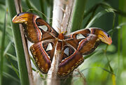 American Atlas moth (SciiFii)