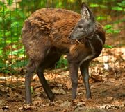 American musk deer (SciiFii)