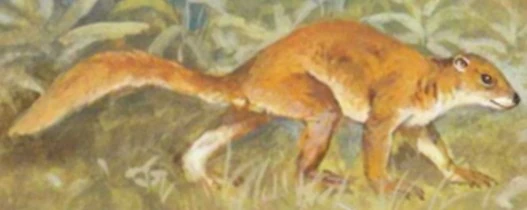 Chiromyoides | SciiFii Wiki | Fandom