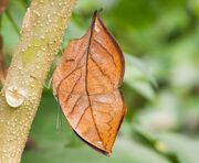 American oakleaf butterfly (SciiFii)