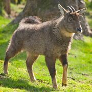 American goral (SciiFii)