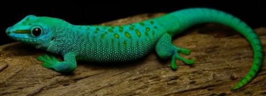 African blue day gecko | SciiFii Wiki | Fandom
