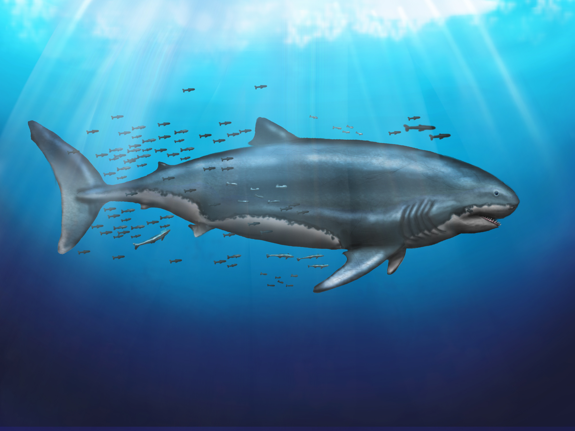 carcharodon megalodon maximo