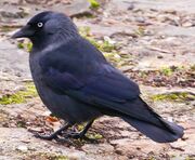 American jackdaw (SciiFii)