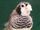 American weaver