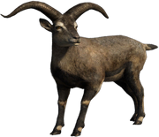 American bharal (SciiFii)