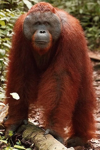 New Guinean orangutan | SciiFii Wiki | Fandom