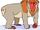 Yeti macaque