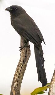 American black treepie (SciiFii)