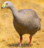 American grey goose (SciiFii)