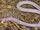 California worm lizard