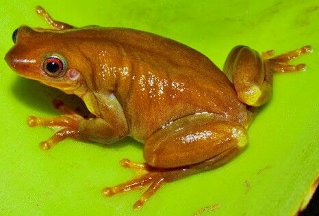 orange tree frog