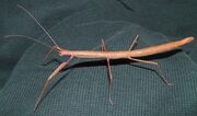 American brown stick insect (SciiFii)