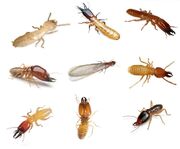 American harvester termite (SciiFii)