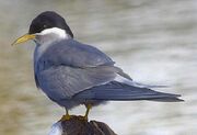 American river tern (SciiFii)