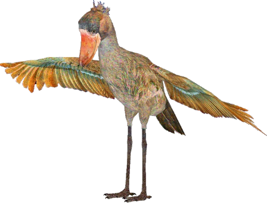 American shoebill | SciiFii Wiki | Fandom
