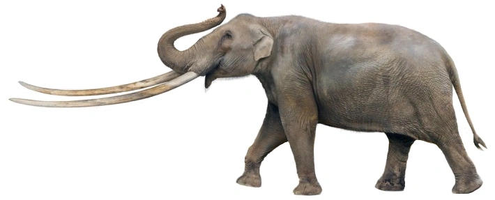 Zygolophodon SciiFii Wiki Fandom