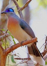 American coua (SciiFii)