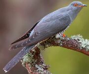 American cuckoo (SciiFii)