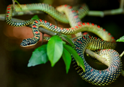 American flying snake (SciiFii)