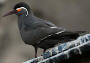 American forest tern (SciiFii)