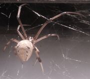 Albino spider (SciiFii)