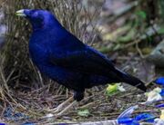 American blue bowerbird (SciiFii)