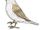 Beggar sparrow