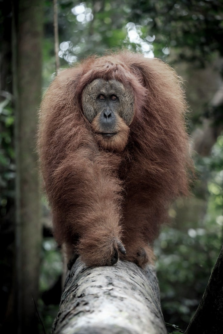 Siberian orangutan, SciiFii Wiki