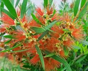 American false bottlebrush (SciiFii)
