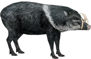 American babirusa (SciiFii)