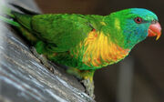 American lorikeet (SciiFii)