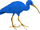 Blue ibis