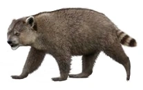 Chapalmalania SciiFii Wiki Fandom