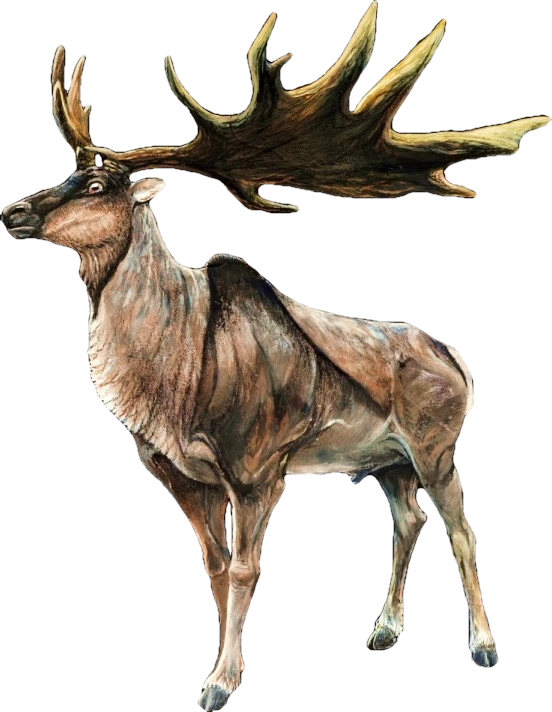 Irish deer deals