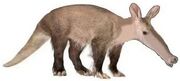 American aardvark (SciiFii)
