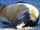 Californian monk seal