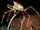 California spider crab
