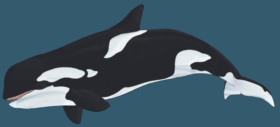 Giant killer whale | SciiFii Wiki | Fandom