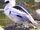 Zebra duck