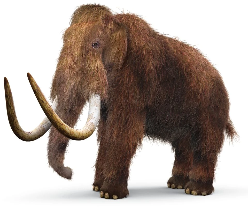 Woolly Mammoth