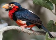 American bearded barbet (SciiFii)