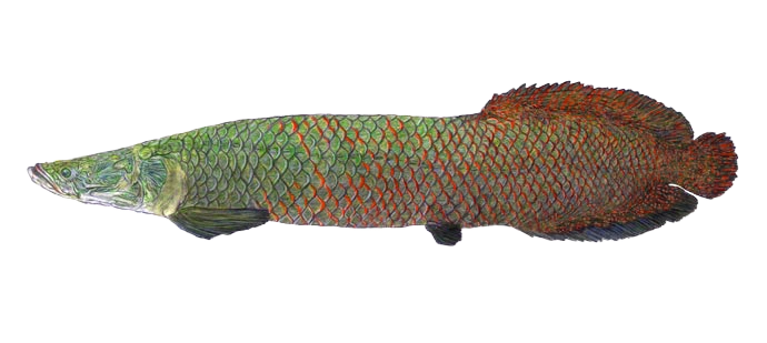 North American arapaima | SciiFii Wiki | Fandom
