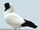 Black-faced pigeon