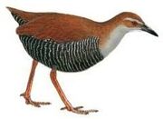 American flightless rail (SciiFii)
