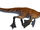 Aquagnathus