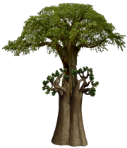 American baobob (SciiFii)