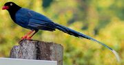 American blue magpie (SciiFii)
